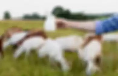 Susu kambing punya khasiat yang luar biasa untuk kesehatan