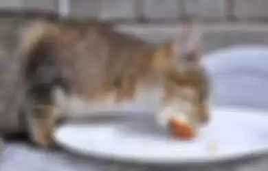 Bolehkah kucing makan roti?