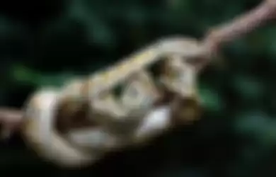 Ilustrasi ular