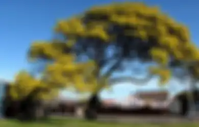 Berusia 50.000 Tahun, Kayu Api Unggun Ini Ungkapkan Akar Sejarah dari Bunga Nasional Australia, Juga Digunakan Komunitas Aborigin untuk Makanan dan Obat-obatan
