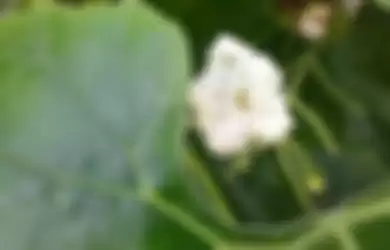 Hasil kamera makro Samsung Galaxy A53 5G yang memperlihatkan detail bunga dan daun.