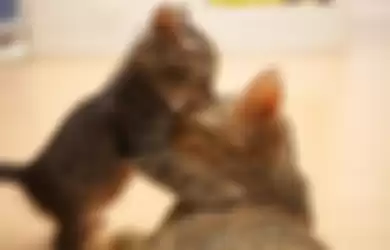 Merawat hewan peliharaan, inilah alasan induk kucing memindahkan anaknya usai melahirkan