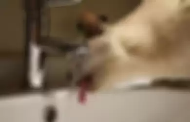 Ilustrasi kucing minum air keran