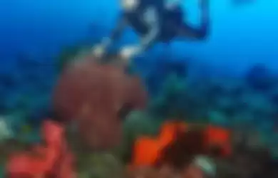 Gisel semakin sering pamer foto diving. Janda Gading Marten ketagihan berjumpa makhluk langka. Gisel pilih kabur dari rumah gegara sosok ini.