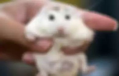 Roborosvki hamster