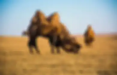 Bobotnya Capai 1 Ton, Arkeolog Menemukan Unta Raksasa Purba Setinggi 3 Meter di Mongolia dan Ungkap Fakta yang Selama Ini Masih Jadi Misteri