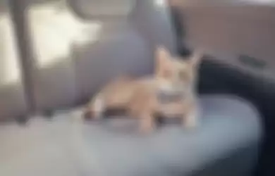 5 cara buat kucing nyaman di dalam mobil