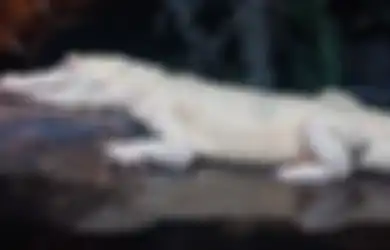 Kisah Gundik Raja yang Dikutuk Jadi Buaya Putih, Awalnya Penari Keraton Surakarta yang Sangat Cantik Parasnya, Sayangnya Tega Melakukan Hal 'Menjijikkan' Ini