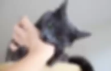 Ilustrasi kucing menggigit pemiliknya