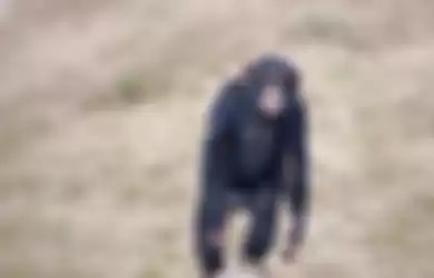 Simpanse adalah hewan dalam jenis kera yang berjalan menggunakan kaki.