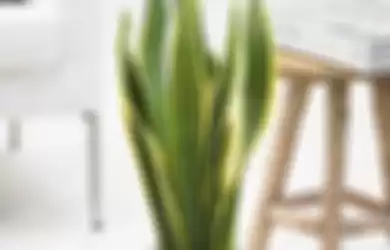 Ilustrasi sansevieria