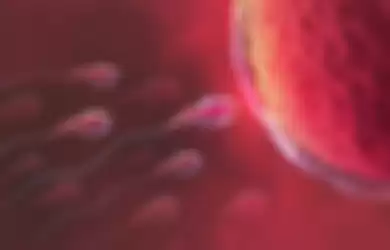 Ilustrasi sperma bergerak menuju ovum.