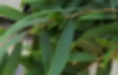 Ridwan Kamil lega jenazah Eril mengeluarkan wangi daun eucalyptus. Ternyata begini foto tanaman yang bisa cegah penyakit mematikan.