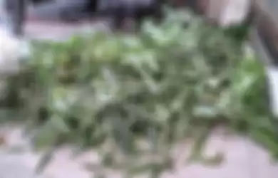 Ridwan Kamil lega jenazah Eril mengeluarkan wangi daun eucalyptus. Ternyata begini foto tanaman yang bisa cegah penyakit mematikan.