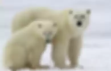 Ilustrasi beruang kutub