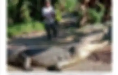 Gempar Sampai Media Asing, Siapa Sangka Warga Sulawesi Ini Berhasil Taklukkan Buaya Sepanjang 4 Meter Hanya Bermodalkan Tali, Aksi Nekatnya Bermula dari Hal Ini