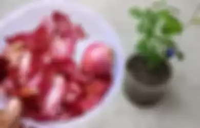 Kulit bawang merah bisa diolah jadi air rebusan