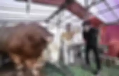 Atta Halilintar ikut merayakan Idul Adha dengan mengurbankan sapi super.