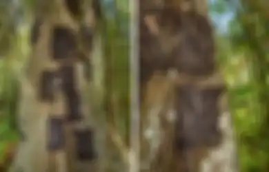 Passiliran, Ritual Pemakaman Suku Toraja, Tradisi Mengubur Bayi Meninggal di Lubang Pohon Besar, Ada Satu Syarat yang Tidak Boleh Dilanggar