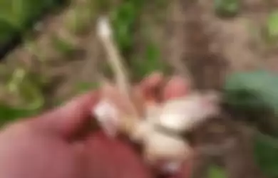 Cara menanam bawang putih sendiri