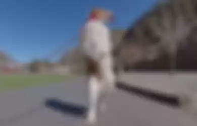 Dexter, anjing yang berjalan seperti manusia.