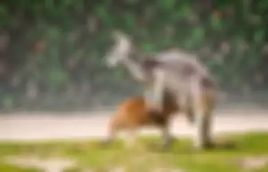 Ilustrasi induk kanguru ingin menggendong anaknya