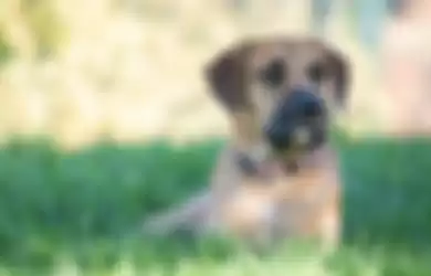 Ilustrasi ras anjing Boerboel 