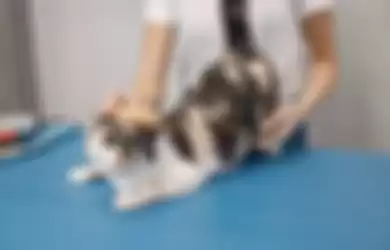 Ilustrasi grooming kucing