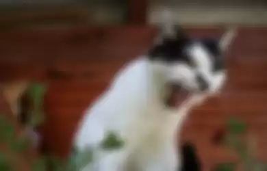 Merawat hewan peliharaan, inilah dua penyebab kucing mendadak hilang suaranya. Jangan disepelekan!  