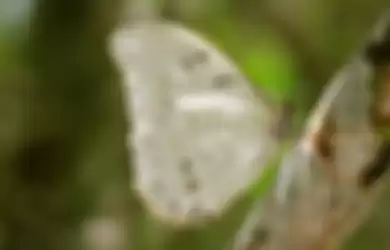 Ilustrasi kupu-kupu putih