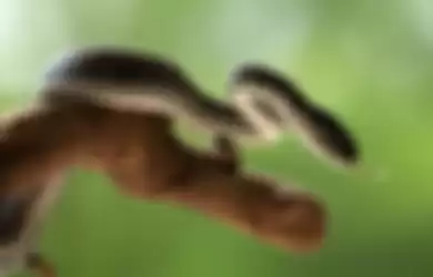 Ilustrasi ular berbisa