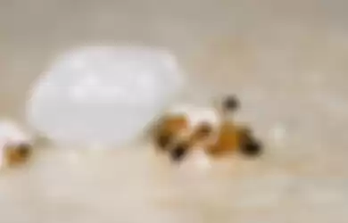 Ilustrasi semut sedang mengambil sisa makanan