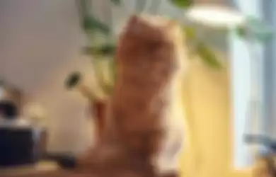 Ilustrasi ras kucing persia