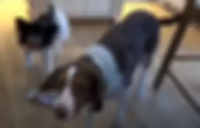 Tingkah Aneh dalam Merawat Hewan Peliharaan, Dua Anjing Ini Hubungi Polisi Saat Kesepian Ditinggal Bekerja Pemiliknya