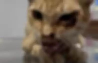 Profil Brigjen Nuri Andrianis di halaman Wikipedia sempat diganti, disebut pembunuh kucing yang kejam. Foto sosoknya diedarkan.