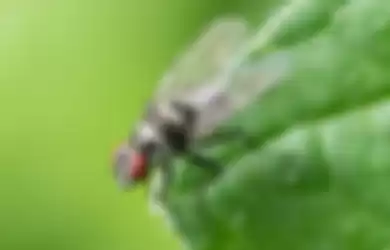 Ilustrasi lalat