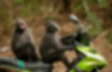 Setelah Foto Monyet Boncengan, Inilah Pemenang Foto Komedi Hewan Liar 2021, Monyet Kesakitan Saat Pertunjukan dan Monyet Memeluk Pohon