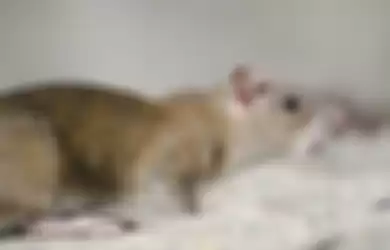 Cara mengurangi bau bangkai tikus di gudang