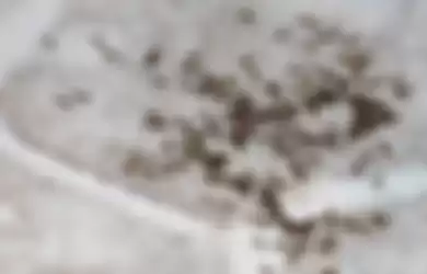 Cara mengusir semut di rumah 
