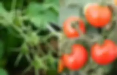 Selama ini dianggap beracun, daun tomat bisa cegah penyakit berbahaya kalau diolah dengan tepat.