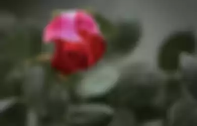 5 rekomendasi lagu metal 'romantis' bertema bunga mawar pilihan HAI!