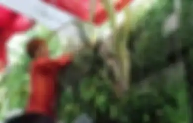 Hitung Weton Jawa; Hari Baik untuk Pasang Tarub, Tanda Dimulai Hajat Pernikahan