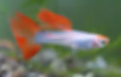 Selain memiliki warna yang indah, ikan guppy dapat membasmi malaria