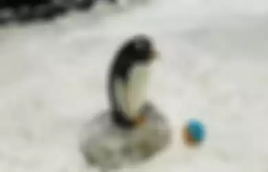 Toby si Penguin pengganti Paul si Gurita peramal hasil pertandingan Piala Dunia