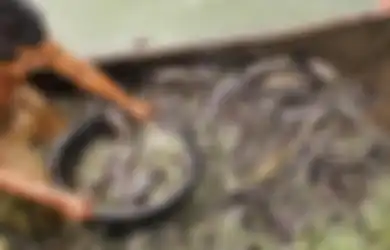 5 Arti Mimpi Menangkap Ikan, Apakah Itu Pertanda Kita Menangkap Keberuntungan?