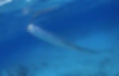 Gempa Magnitudo M 6,2 Guncang Jember, Benarkah Ikan Ini Bisa Deteksi Gempa Bumi?