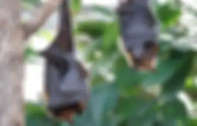 Kelelawar Masuk Rumah Pertanda Apa Menurut Primbon Jawa, Apakah Pertanda Buruk?