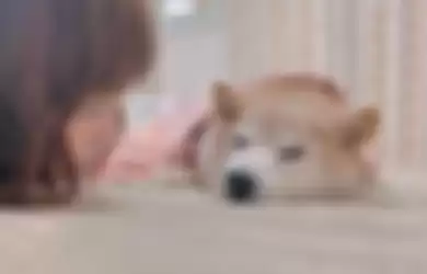 Kabosu, anjing Shiba Inu dibalik Dogecoin dan Meme ‘Doge’ terkena penyakit kanker liver dan leukimia.