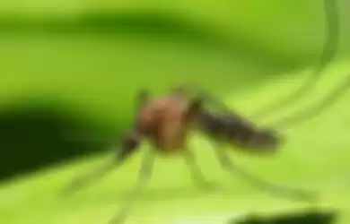 Nyamuk sebagai hewan paling berbahaya di dunia