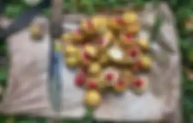 Analisislah Sumber Daya Alam (SDA) Kepulauan Banda pada Abad ke 6 yang Menjadi Daya Tarik Berbagai Bangsa Datang?